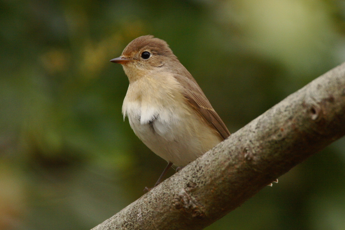 Red-breasted Flycatcher