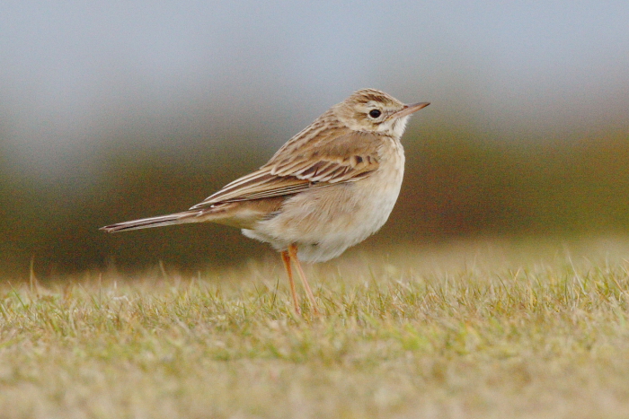 Richard's Pipit