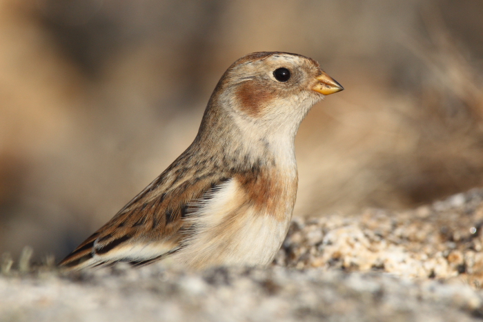 Snow Bunting
