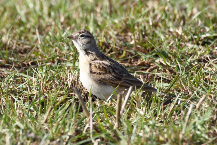 Short-toed Lark