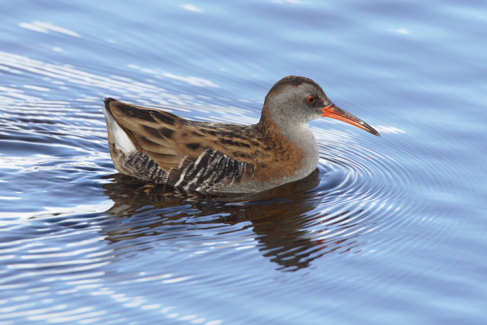 Water Rail