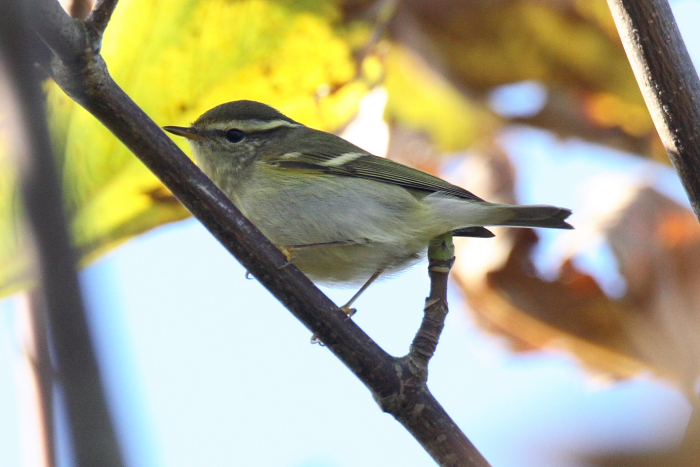 Yellow-browed Warbler