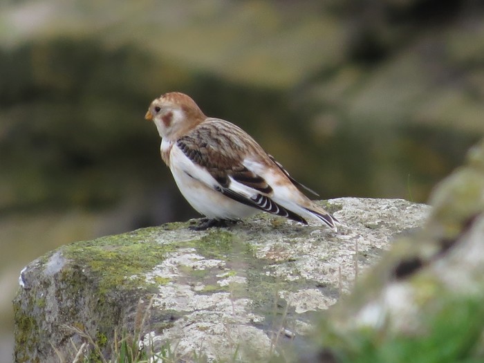 Snow Bunting