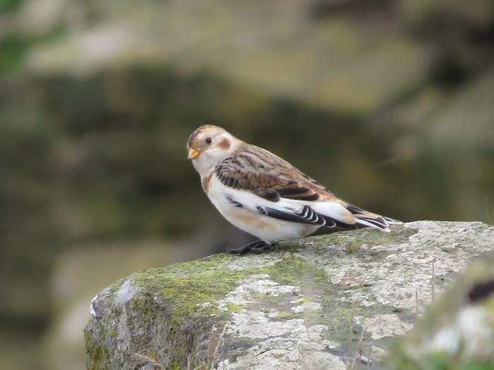 Snow Bunting