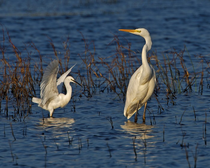 Great White Egret