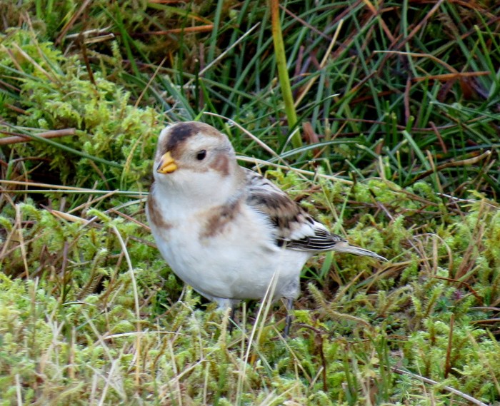 Snow Bunting