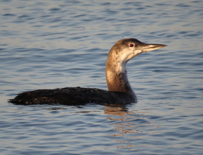 Great Northern Diver