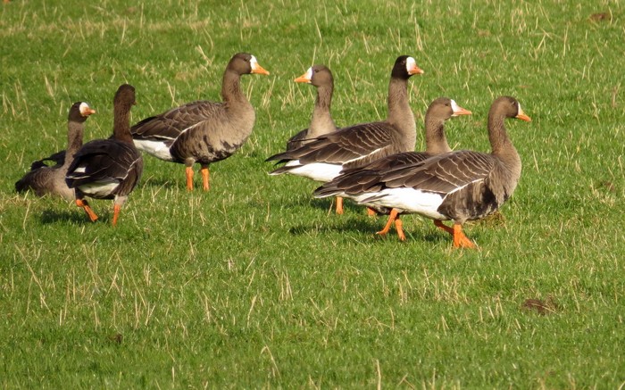 Greenland White-fronted Goose