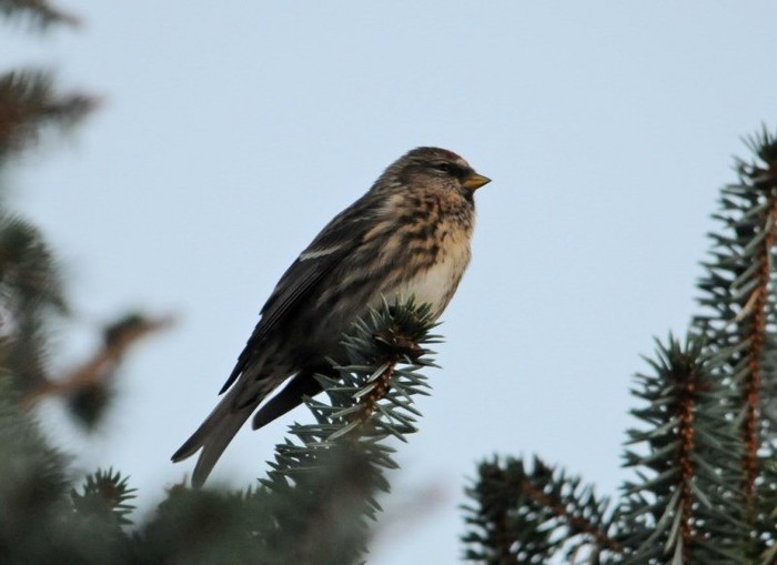 Greenland Redpoll