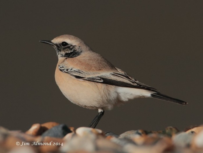 Desert Wheatear