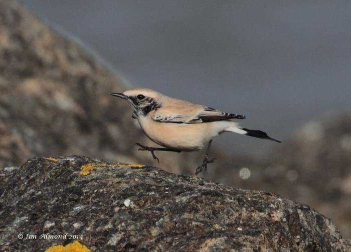 Desert Wheatear