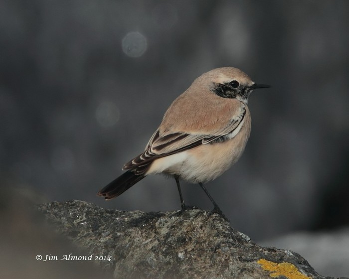 Desert Wheatear