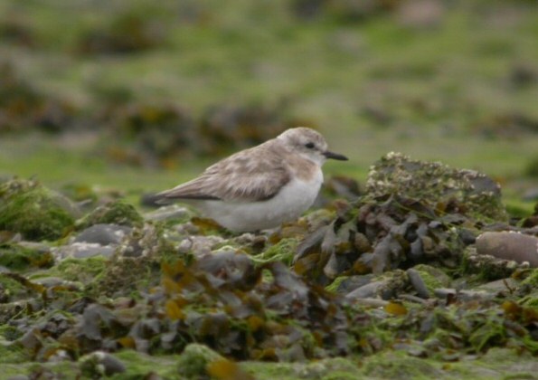 Greater Sand Plover