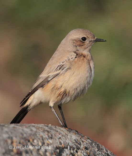 Desert Wheatear