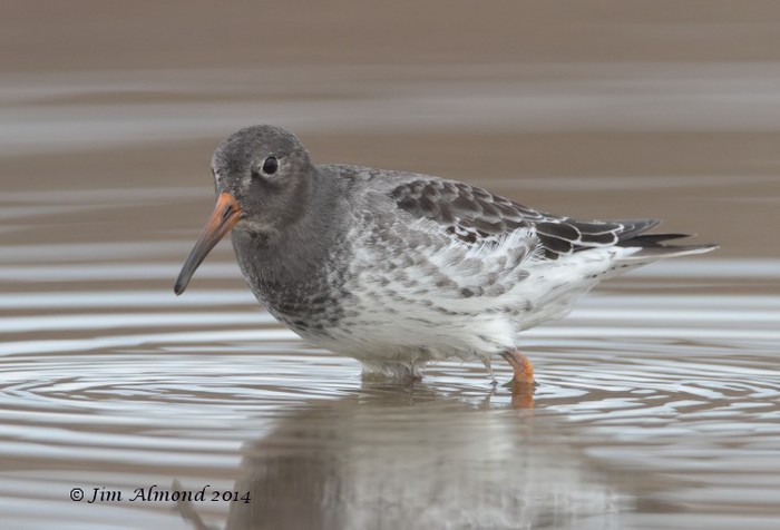 Purple Sandpiper
