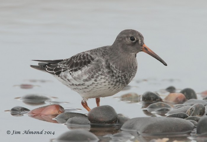 Purple Sandpiper