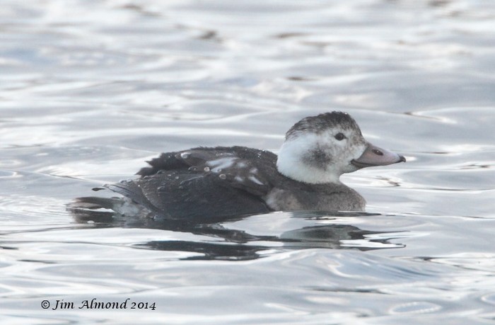 Long-tailed Duck