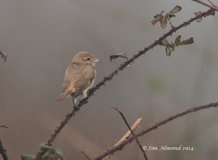 Isabelline Shrike