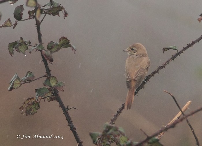 Isabelline Shrike
