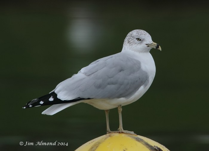 Ring-billed Gull
