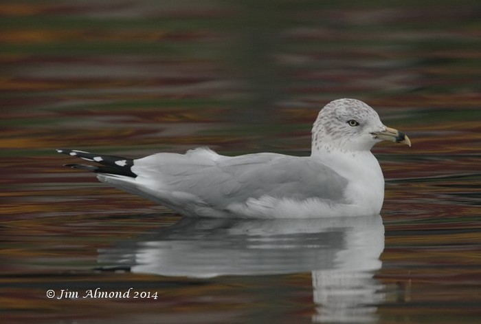 Ring-billed Gull