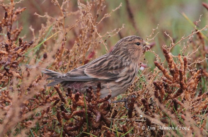 Twite