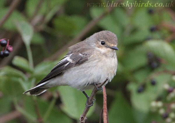 Semi-collared Flycatcher