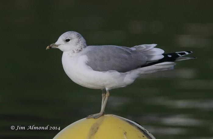 Common Gull