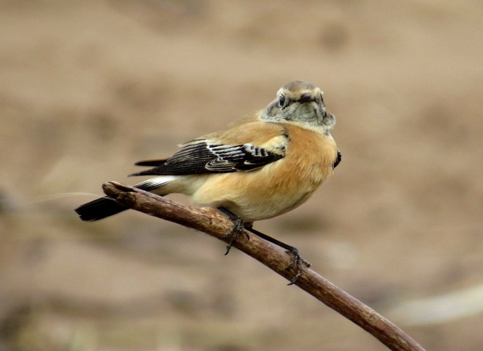 Desert Wheatear