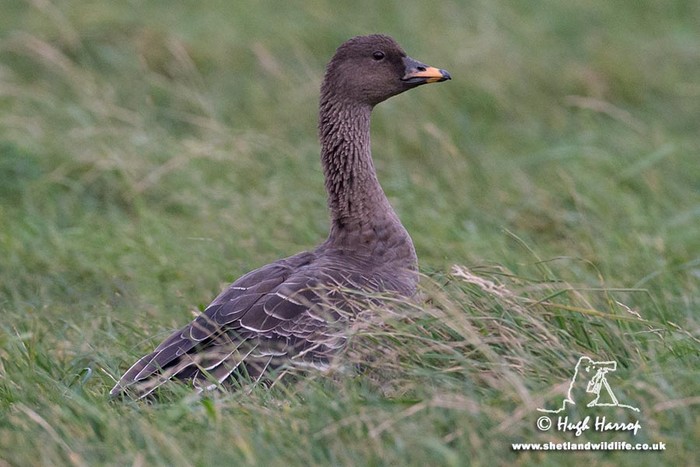 Tundra Bean Goose