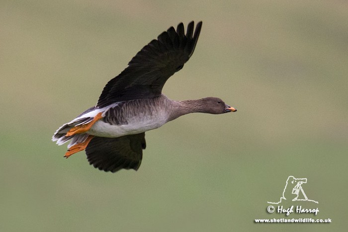 Tundra Bean Goose