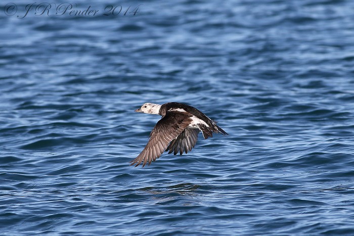 Long-tailed Duck