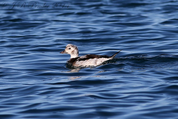 Long-tailed Duck