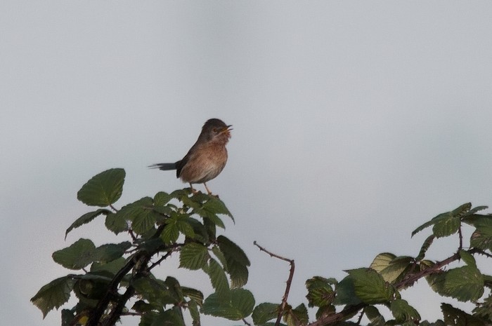 Dartford Warbler