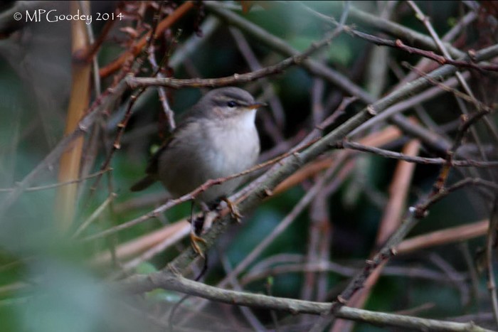 Dusky Warbler