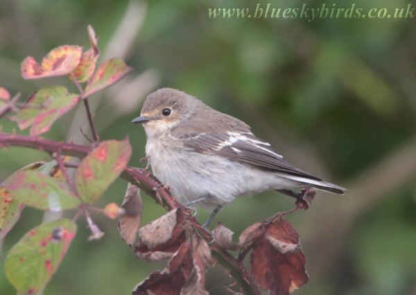 Semi-collared Flycatcher