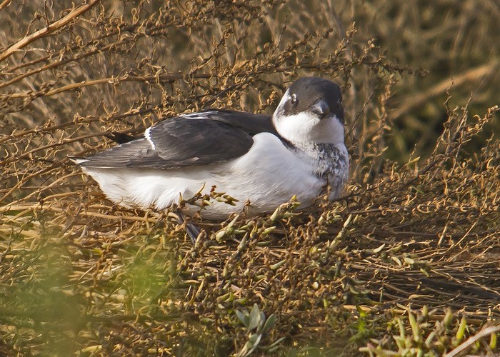 Little Auk