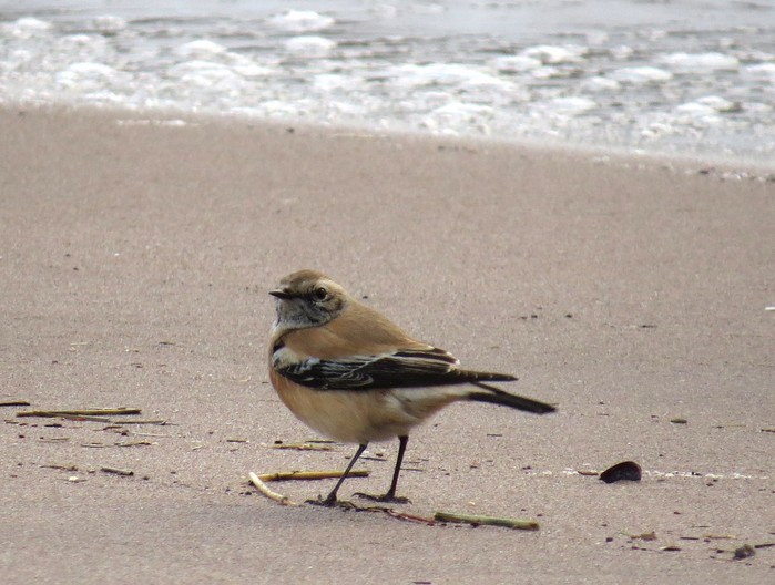 Desert Wheatear