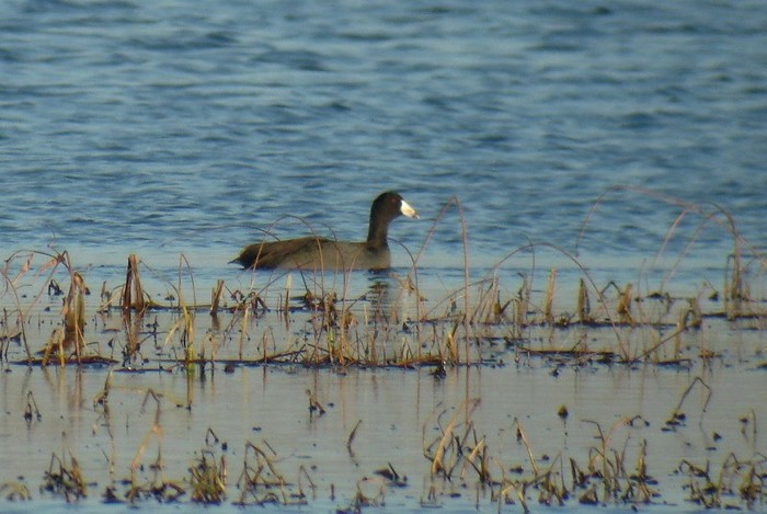 American Coot