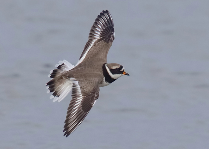 Ringed Plover