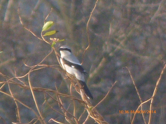 Great Grey Shrike