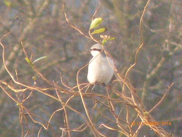 Great Grey Shrike