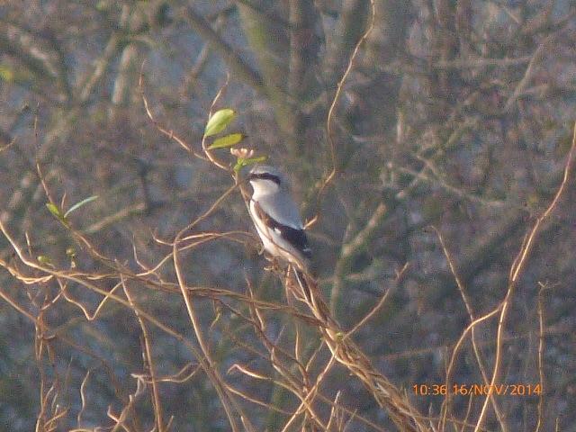 Great Grey Shrike