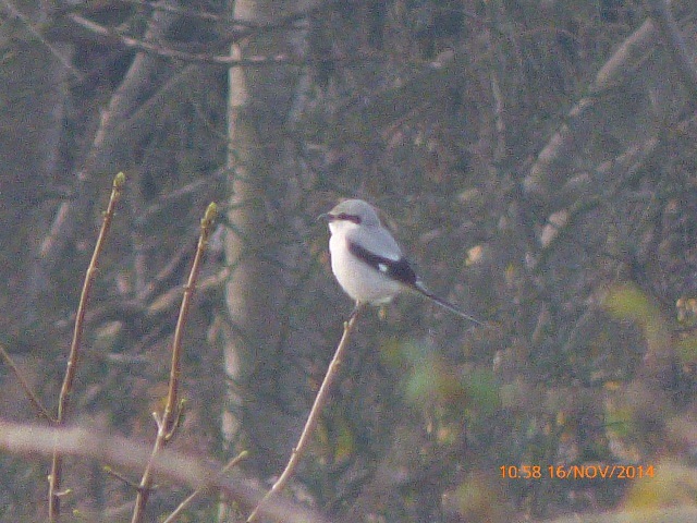 Great Grey Shrike