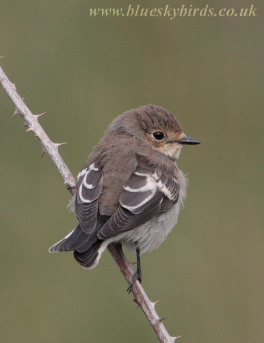 Semi-collared Flycatcher