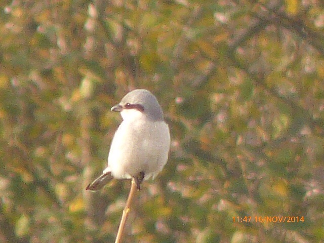 Great Grey Shrike