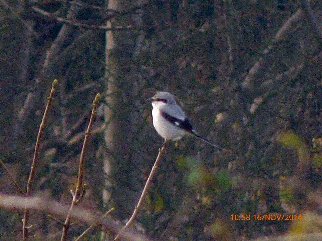 Great Grey Shrike
