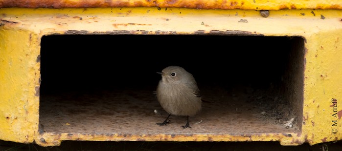 Black Redstart