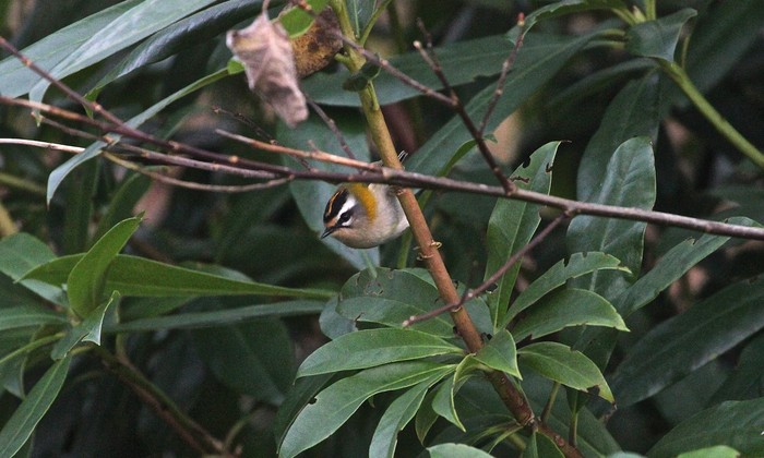Firecrest