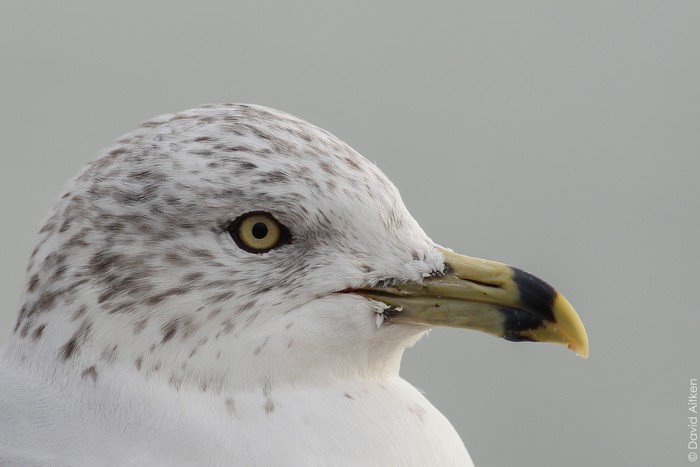 Ring-billed Gull